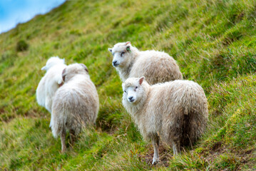 Naklejka premium Faroese Sheep - Faroe Islands