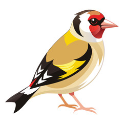 European Goldfinch isolated on white background