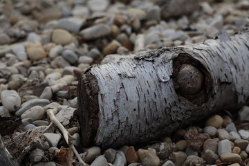 Fototapeta premium old piece of birch driftwood