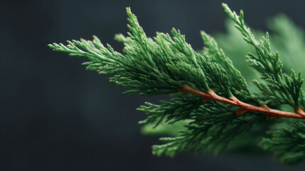 Close up of juniper branch evergreen conifer tree foliage nature plant botanical photography detail macro shot