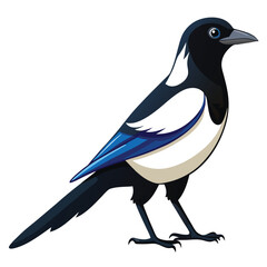 Magpie isolated on white backgrond