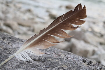 feather quill standing on a rock