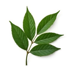 leaf