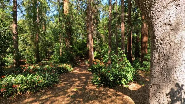 footage along a winding dirt footpath with orange flowers and lush green trees and plants at Descanso Gardens La Canada Flintridge California USA