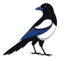 Magpie isolated on white backgrond