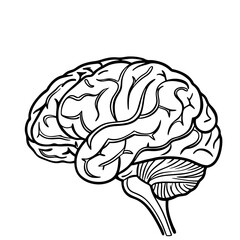 Hand Drawn Human Brain Illustration