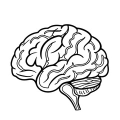 Hand Drawn Human Brain Illustration