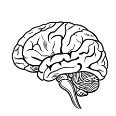 Hand Drawn Human Brain Illustration