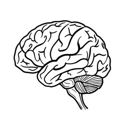 Hand Drawn Human Brain Illustration