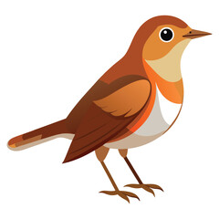 A small, brown bird with a slightly cocked tail and a pale throat stands against a white background.