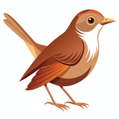 A small, brown bird with a slightly cocked tail and a pale throat stands against a white background.