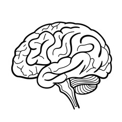 Hand Drawn Human Brain Illustration