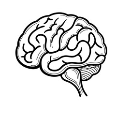 Hand Drawn Human Brain Illustration