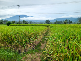 Obraz premium Scenic Rice Field and Mountain Landscape in Indonesia