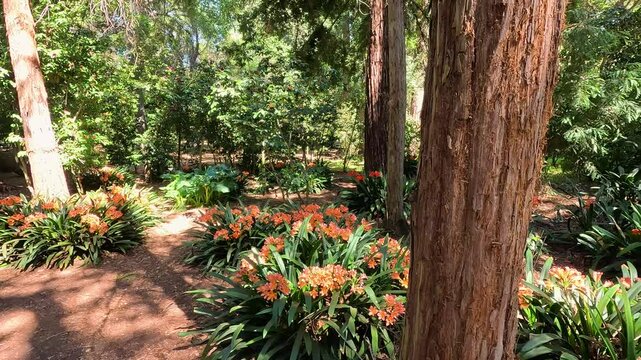 footage along a winding dirt footpath with orange flowers and lush green trees and plants at Descanso Gardens La Canada Flintridge California USA