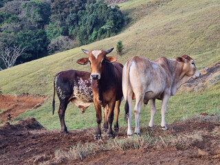 Cow on a mountain pasture