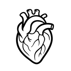 Hand Drawn Human Heart illustration