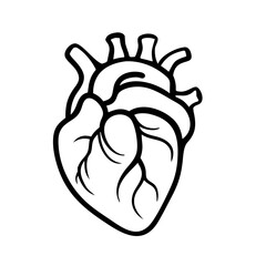 Hand Drawn Human Heart illustration