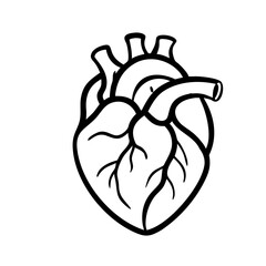 Hand Drawn Human Heart illustration