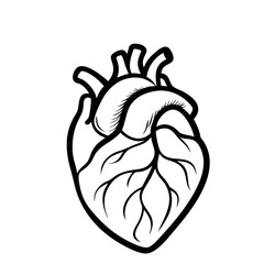 Hand Drawn Human Heart illustration