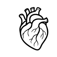 Hand Drawn Human Heart illustration