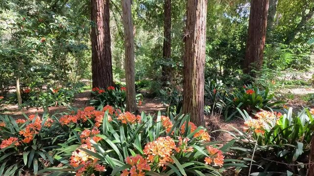 footage along a winding dirt footpath with orange flowers and lush green trees and plants at Descanso Gardens La Canada Flintridge California USA