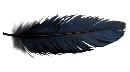 Crow feather black and glossy texture isolated on white background