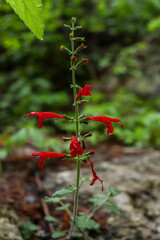 Red Flowers in Nature with Rain Drops