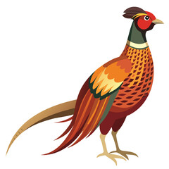 Pheasant bird isolated on white background