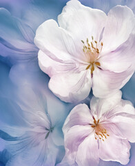 Naklejka premium Floral spring background. Apple tree petals. Close-up. Nature.