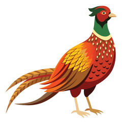 Pheasant bird isolated on white background
