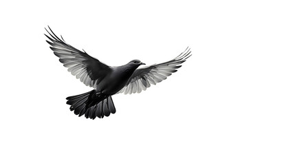 Fototapeta premium Dove bird in flight silhouette, peaceful shape, isolated on white background