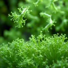 Arrangements of green bacillus bacteria