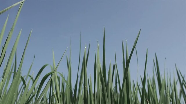 Rice pady plants close up with Tropical vibes in indonesia