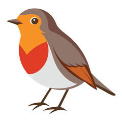 Robin isolated on white background