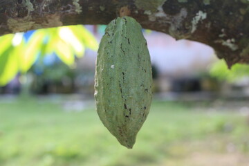 young cocoa fruit in the ripening process