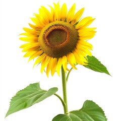 Obraz premium Sunflower Flower isolated on white background.