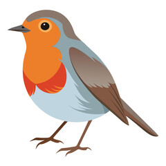 Robin isolated on white background