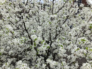 White Blossoms