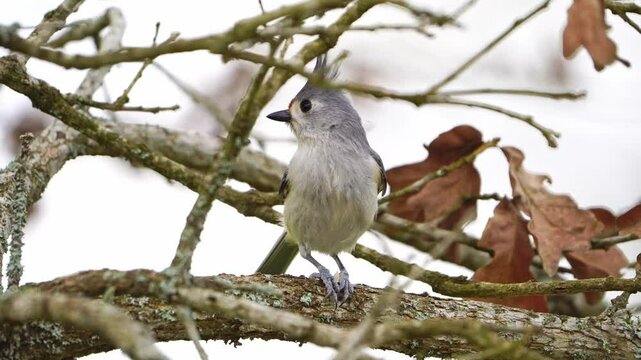 Macro Side View: Tufted x Black-crested Titmouse Feeding