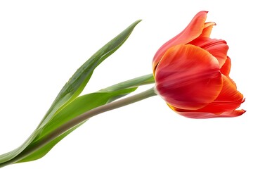 Tulip Flower isolated on white background.close up.
