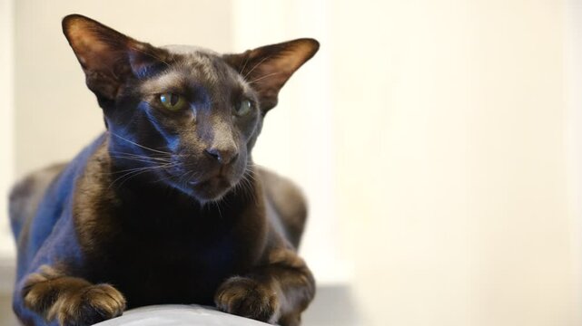 Young black cat of oriental breed on white background.Shorthair Oriental Havana Cat. Portrait. Black gloomy cat. Expression face 