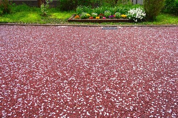春の雨上がりの桜の花びら散る集合住宅の花壇のある遊歩道風景