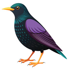Starling bird isolated on white background
