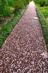 春の雨上がりの桜の花びら散る集合住宅の遊歩道風景