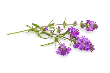 Vervain Flower isolated on white background.close up.