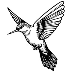 Hummingbird bird vector illustration
