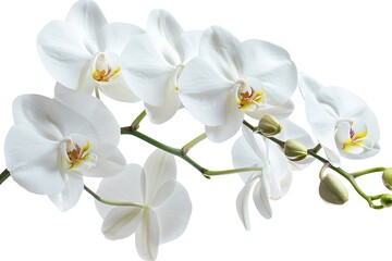 White Orchid Isolated on White Background. Beautiful Orchid Flower