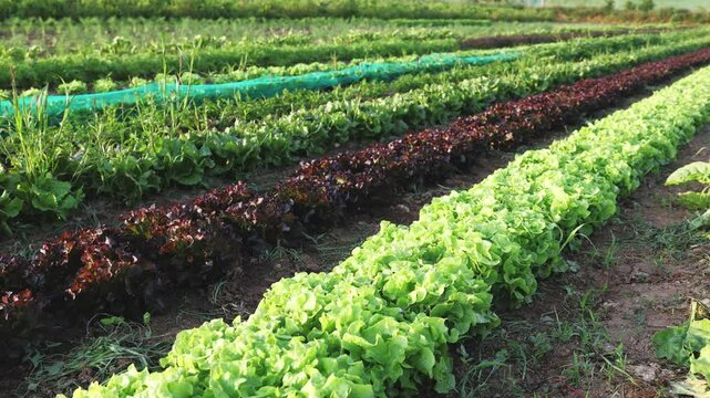 Straight long rows of juicy lettuce, leafy beets grow in field. Private plantation of greenery, farm plot with drip irrigation