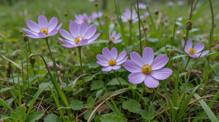Closeup of cool anemone flowers (Anemonoides nemorosa) in grass. Anemone flowers in grass. Spring floodplain forest plants. Nature and biodiversity conservation in bottomland hardwood forest.